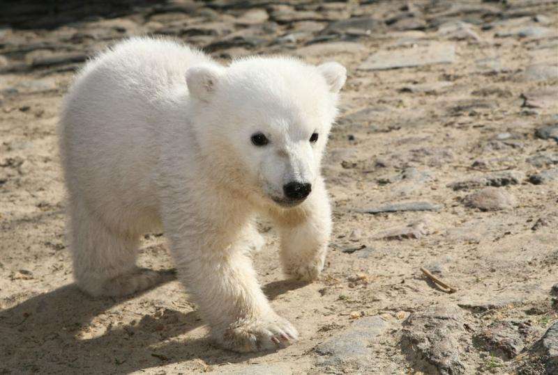 What killed Knut the polar bear? Study offers 'closure'