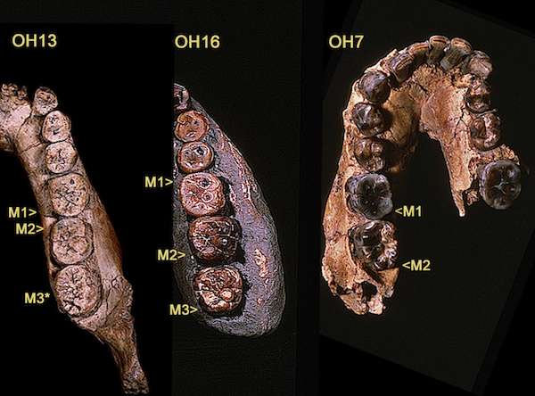 Researcher argues that there's more to the genus Homo than we may think