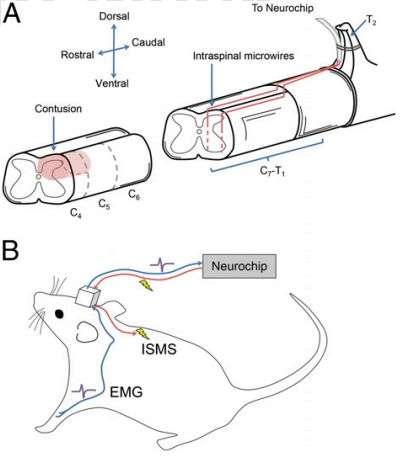 New electrostatic stimulation technique improves damaged-nerve function in rats
