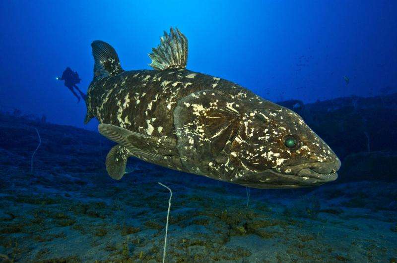 Queer fish: 'Living fossil' sports a lung