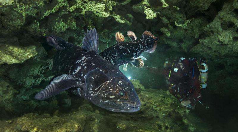 Queer fish: 'Living fossil' sports a lung