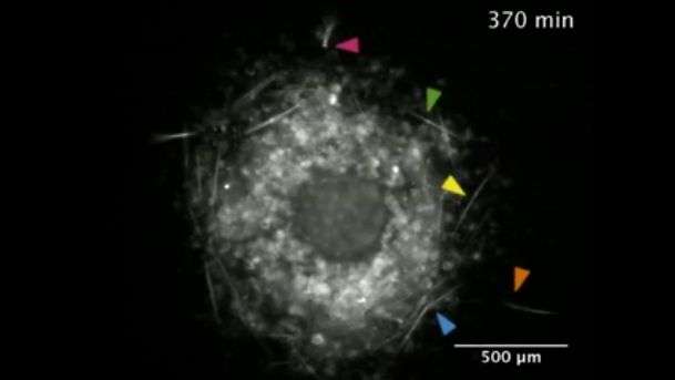 Sponge cells build skeletons with pole-and-beam structure