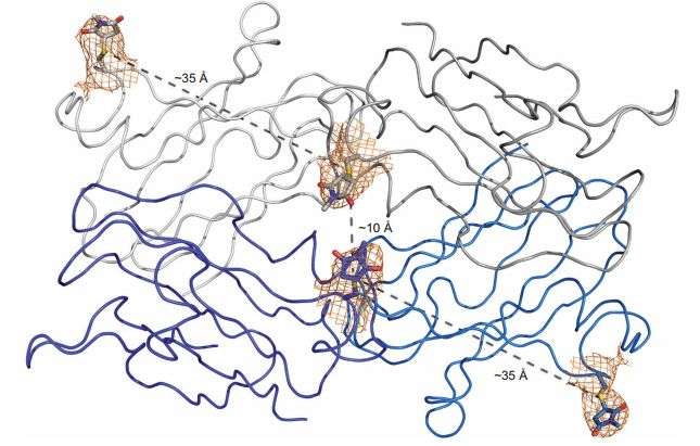 Study of PEGylated model protein reveals porous structure based on PEG size