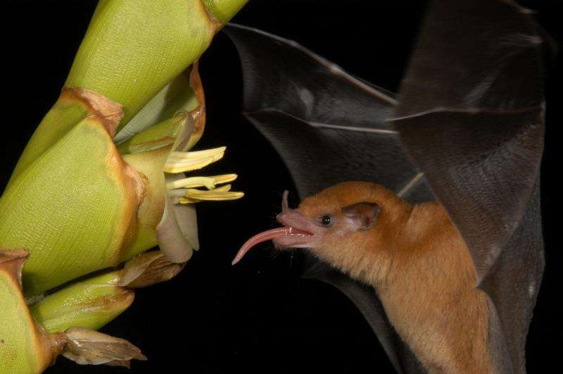 Bat species found to have tongue pump to pull in nectar