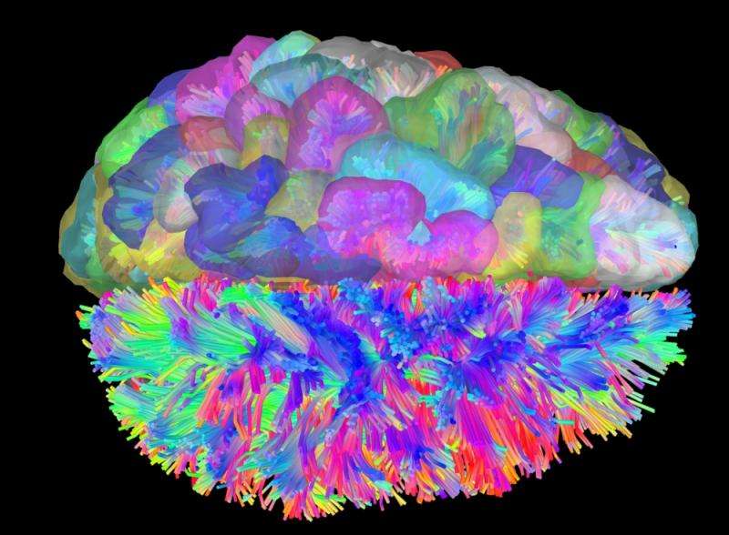 Brain networking: Researchers use brain scans to determine the mechanism behind cognitive control of thoughts