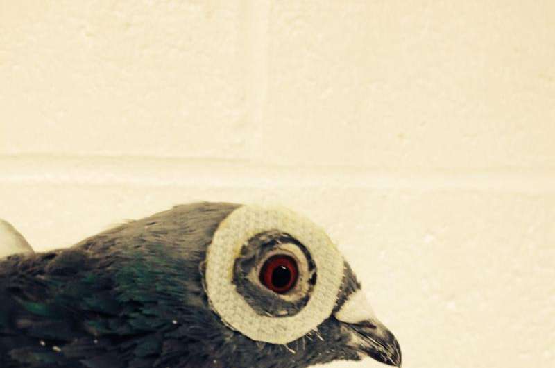 Study shows visual clues important for pigeons homing abilities
