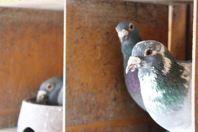 Study shows visual clues important for pigeons homing abilities