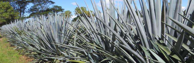 Tequila plant shows promise for biofuel