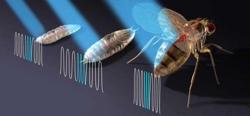 Optogenetic pacing possible alternative to electrical pacemakers