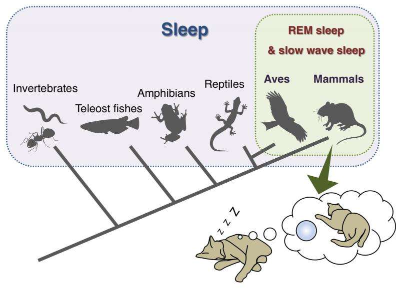 New insights into REM sleep crack an enduring mystery