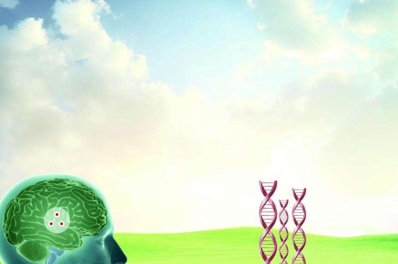 Brain differences seen in young adults at genetic risk of Alzheimer's