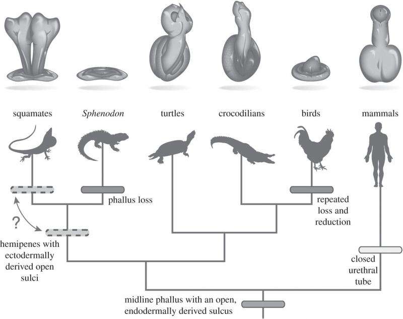 Old tuatara slides show genital swelling in last common ancestor of vertebrates