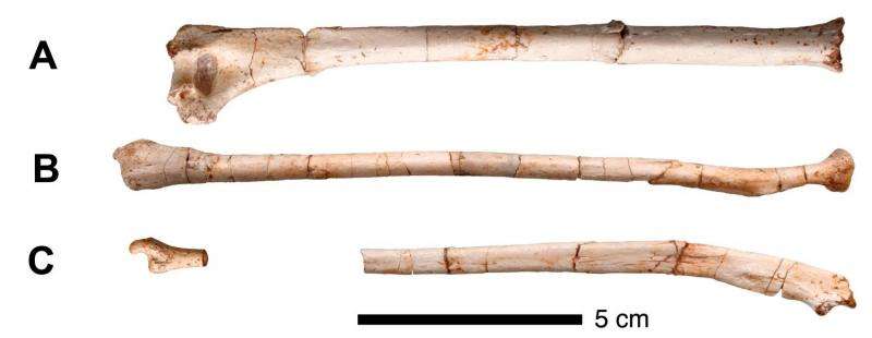 A new primate species at the root of the tree of extant hominoids