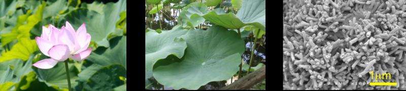 Researchers successfully fabricate a metamaterial using a lotus leaf as a template