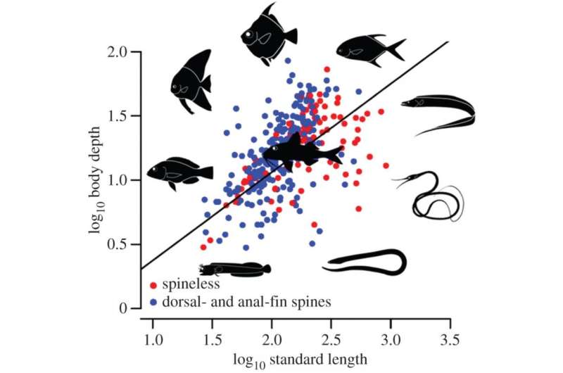 Relationship found between predation and the shape of prey fish body and spines