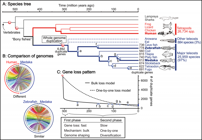 Mysteries of bony fish genome evolution