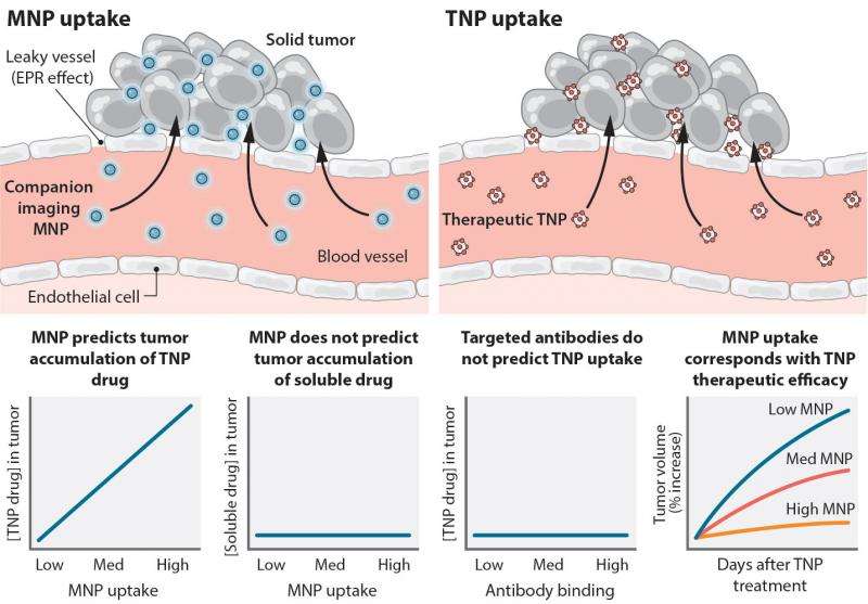 New method developed to predict response to nanotherapeutics
