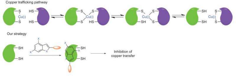 New study shows inhibiting copper chaperones reduces tumor cell proliferation