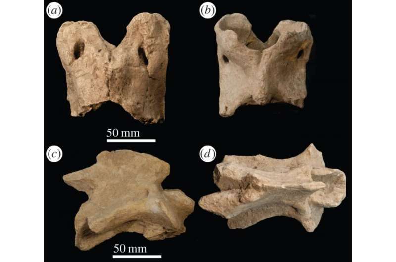 Fossil vertebrae reveal clues to evolution of long neck in giraffe