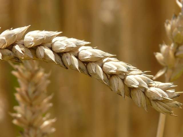 Important milestone in wheat research announced