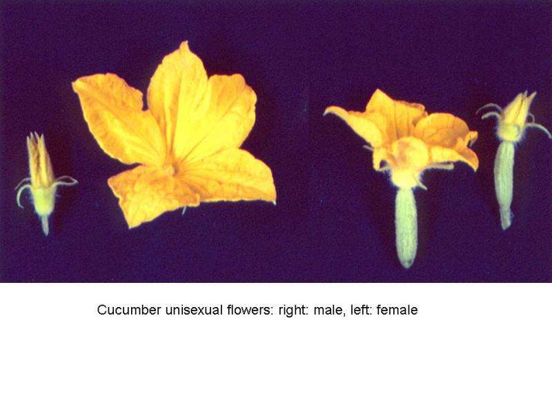 'Battle of the Sexes' -- How inhibition of male flower production lets female flowers emerge
