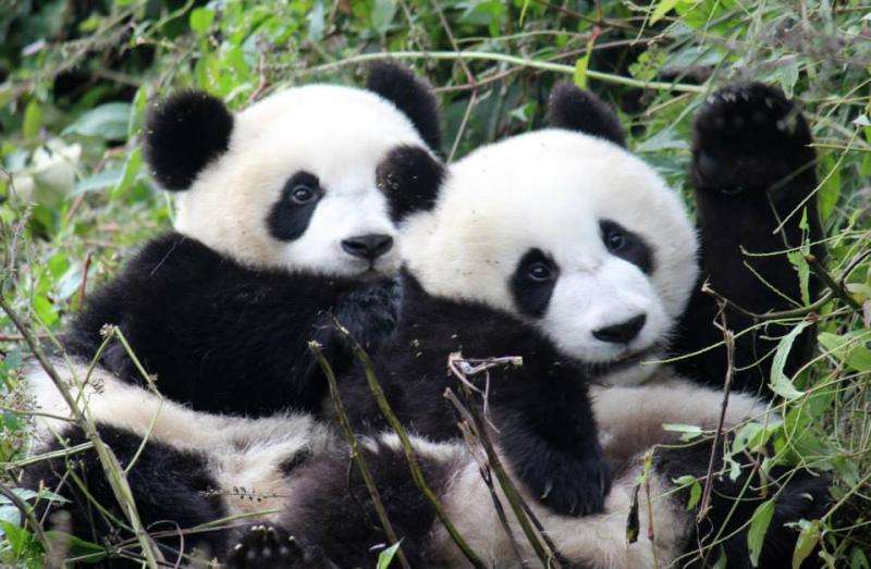 Free choice of mate may boost pandas' sex drive, study says