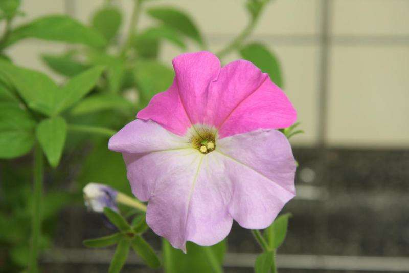 Researchers identify gene in petunias responsible for controlling how much UV light is absorbed