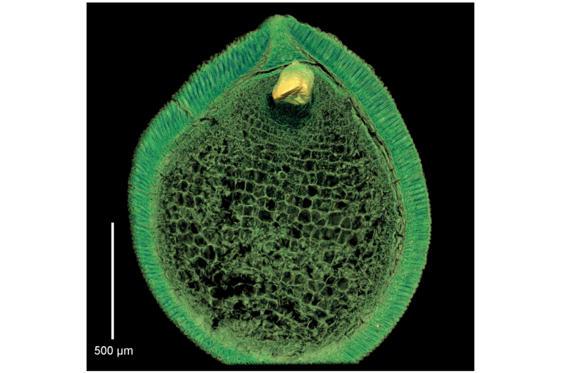 Preserved embryos illustrate seed dormancy in early angiosperms