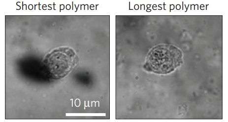 New hydrogel gives clues to mechanism behind stress-stiffening-mediated mesenchymal stem cell fate