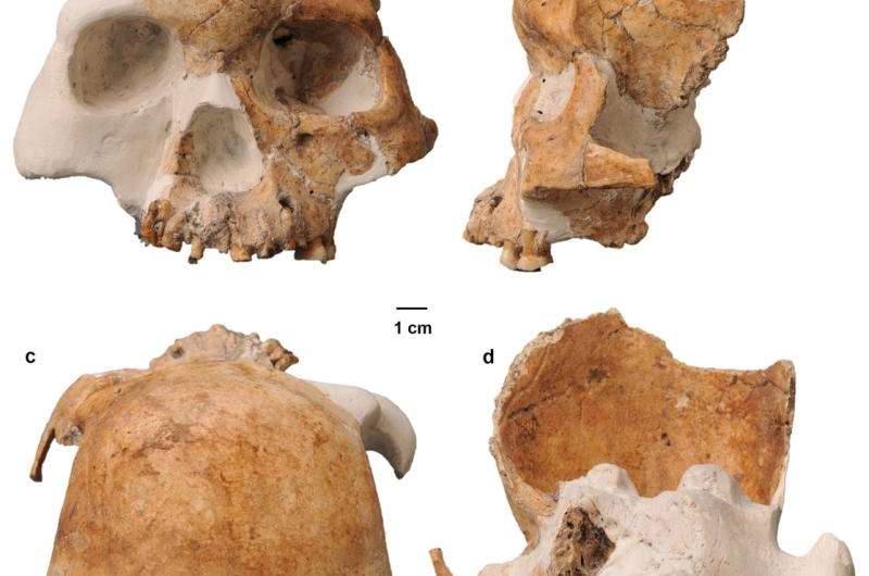 Bone suggests ‘Red Deer Cave people’ a mysterious species of human