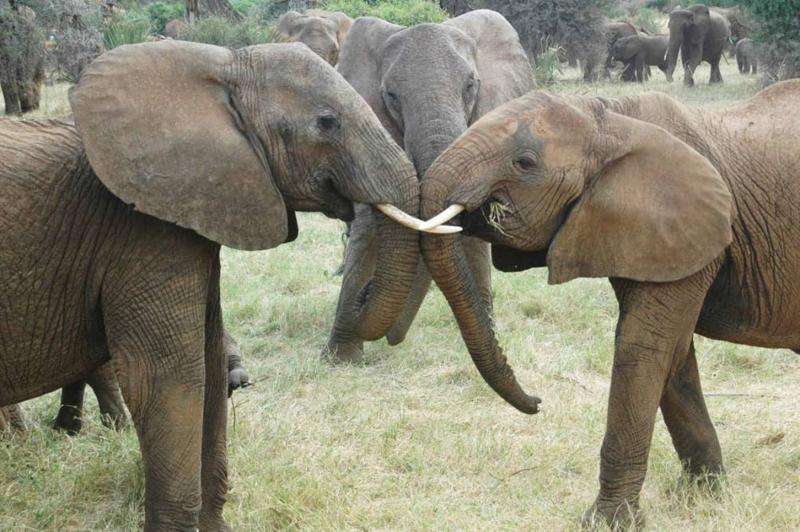 Can elephants retain their social bonds in the face of poaching?