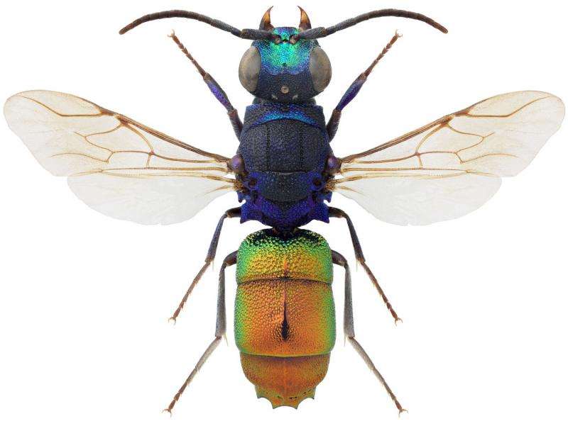 Seventy-four cuckoos in the nest: A new key to all North European cuckoo wasp species