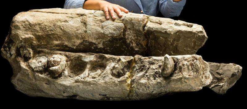 Scientists discover 'white whale' fossil