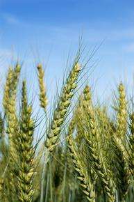 Researchers to sequence two wheat chromosomes