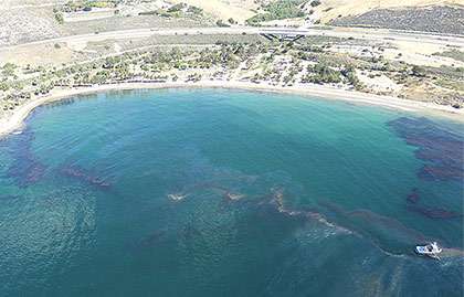 5 pelicans, 1 sea lion rescued in Santa Barbara oil spill