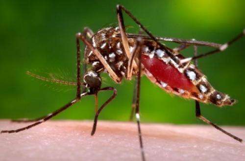 5 things you need to know about the Chikungunya virus