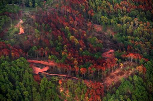 Aerial view of an area of trees affected by a southern pine beetle (Dentroctomus frontalis) plague in a forested area in Talanga