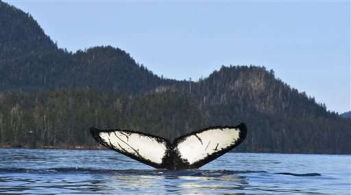Agency proposes lifting protections for most humpback whales