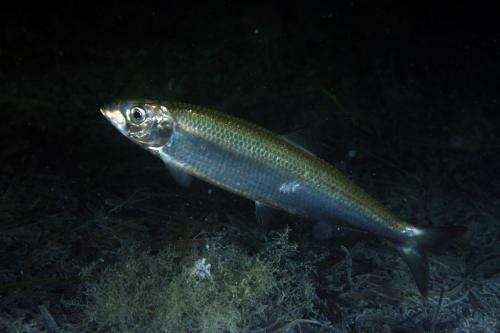 Climate change redistributes fish species at high latitudes