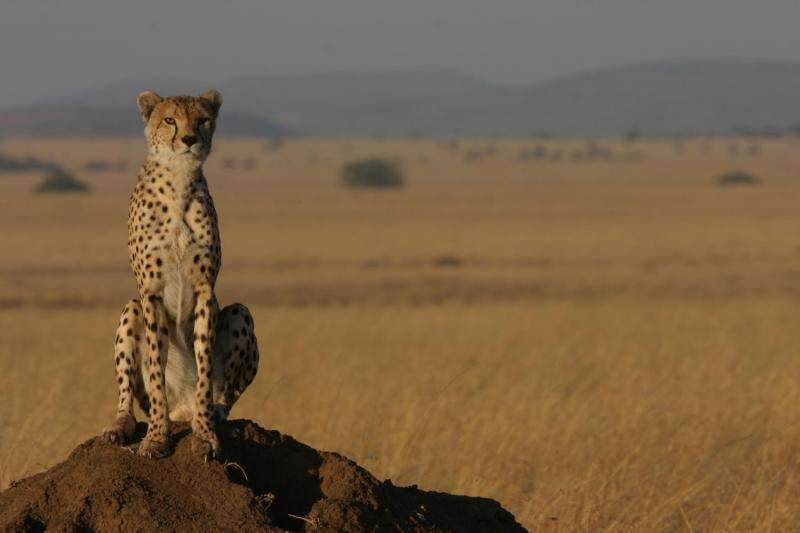 Conservationists 'on the fence' about barriers to protect wildlife in drylands