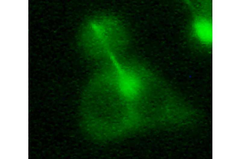 Discovery of a triple barrier that prevents cells from becoming cancerous