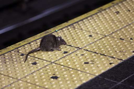 Rat race: With complaints on rise, NYC redoubles efforts