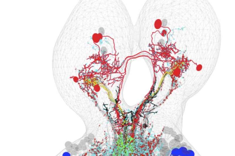 Researchers map neural circuit involved in combining multiple senses