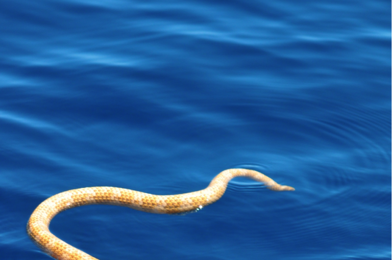 Scientists discover rare sea snakes, previously thought extinct, off Western Australia