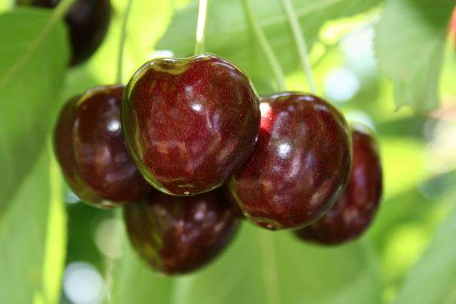 Scientists invent rain-resistant coating that cuts cherry cracking in half