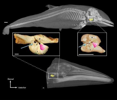 Scientists reconstruct evolutionary history of whale hearing