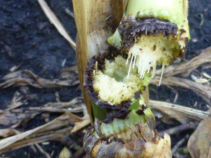 Scientist studies emergent corn disease that could slash yields across the state