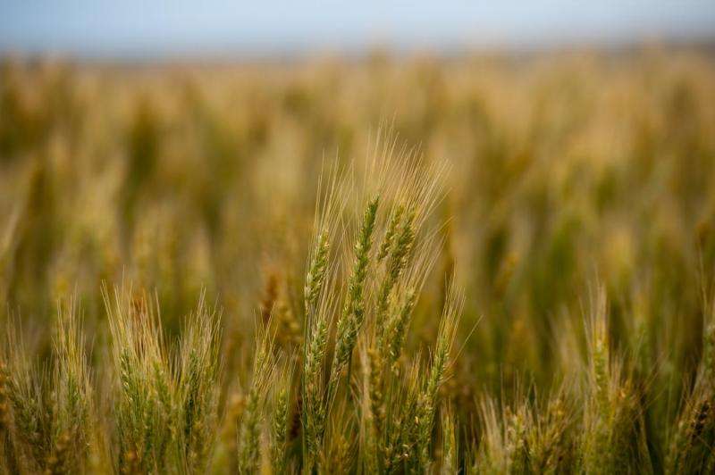 Study provides insights into the mechanisms of fine-tuning of wheat to diverse environments