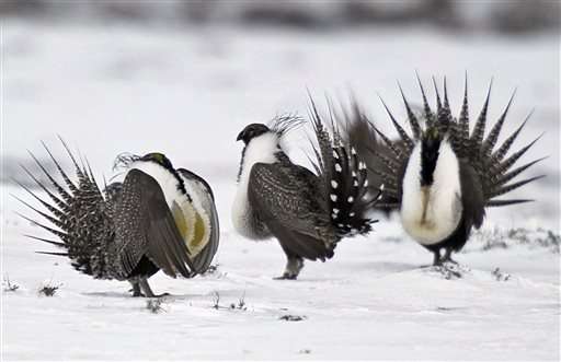 US rejects protections for greater sage grouse across West