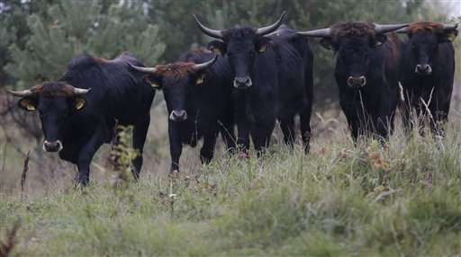 Wild aurochs-like cattle reintroduced in Czech Republic (Update)